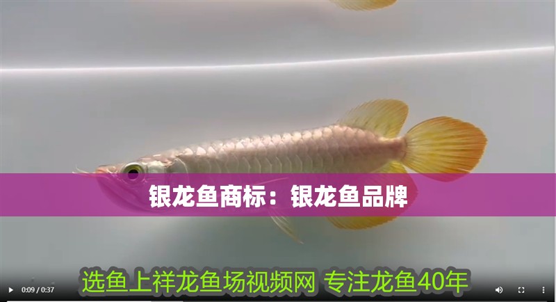 銀龍魚商標：銀龍魚品牌