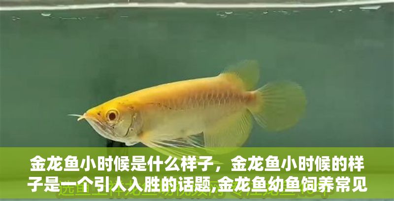 金龍魚小時候是什么樣子，金龍魚小時候的樣子是一個引人入勝的話題,金龍魚幼魚飼養常見問題