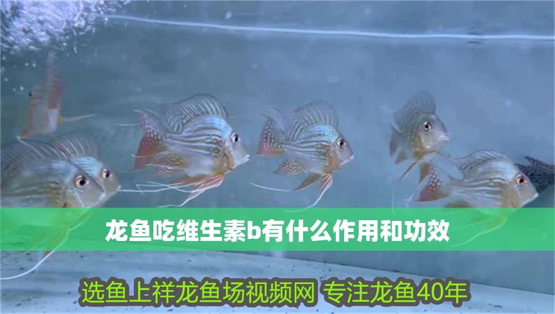 龍魚吃維生素b有什么作用和功效