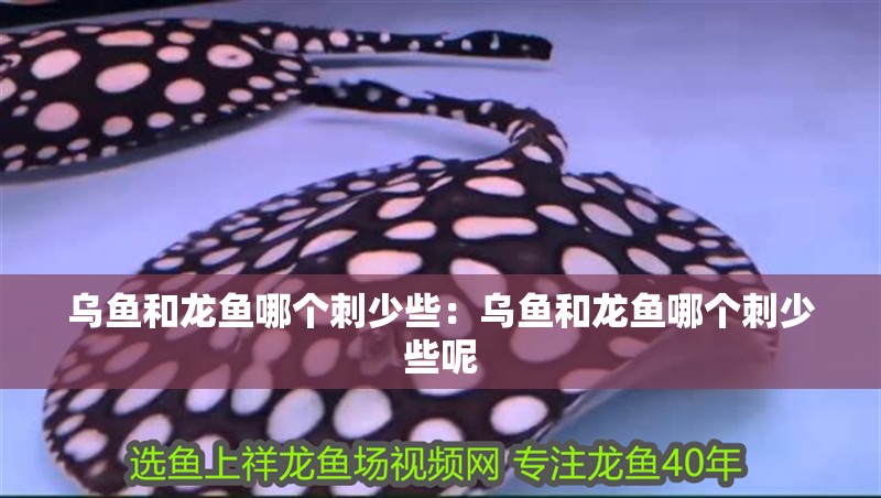 烏魚(yú)和龍魚(yú)哪個(gè)刺少些：烏魚(yú)和龍魚(yú)哪個(gè)刺少些呢 烏魚(yú)和龍魚(yú)哪個(gè)刺少些：烏魚(yú)和龍魚(yú)哪個(gè)刺少些呢 水族問(wèn)答
