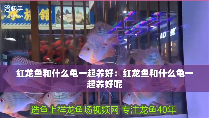 紅龍魚和什么龜一起養好：紅龍魚和什么龜一起養好呢