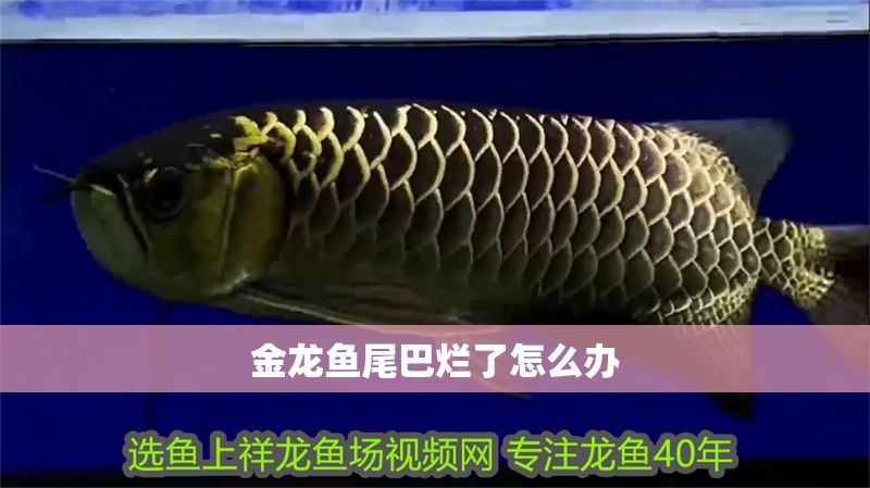 金龍魚尾巴爛了怎么辦