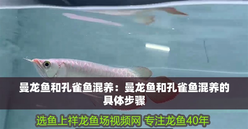 曼龍魚和孔雀魚混養：曼龍魚和孔雀魚混養的具體步驟
