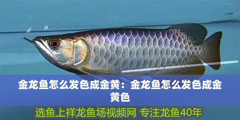 金龍魚怎么發色成金黃：金龍魚怎么發色成金黃色