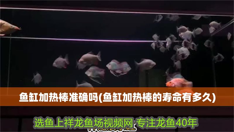 魚缸加熱棒準確嗎(魚缸加熱棒的壽命有多久) 魚缸加熱棒準確嗎(魚缸加熱棒的壽命有多久) 龍魚百科 第1張