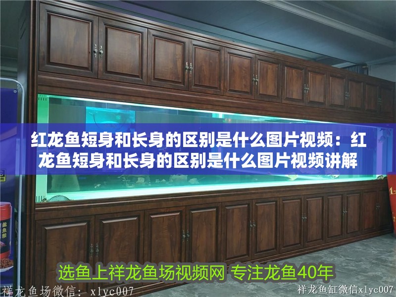紅龍魚短身和長身的區(qū)別是什么圖片視頻：紅龍魚短身和長身的區(qū)別是什么圖片視頻講解
