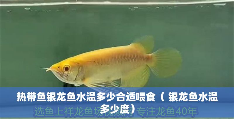 熱帶魚銀龍魚水溫多少合適喂食（ 銀龍魚水溫多少度）