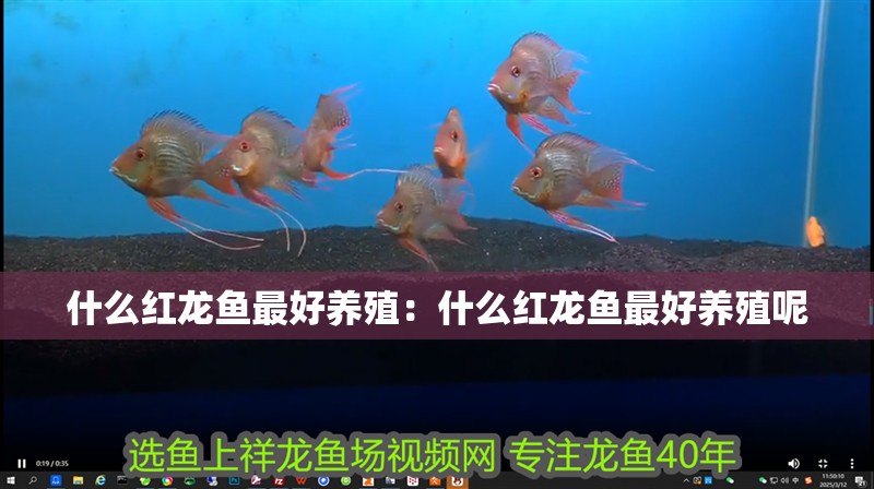 什么紅龍魚最好養(yǎng)殖：什么紅龍魚最好養(yǎng)殖呢