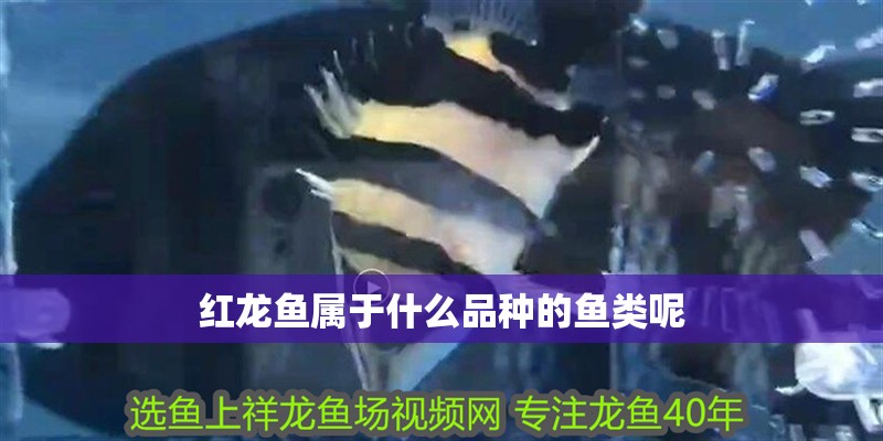 紅龍魚(yú)屬于什么品種的魚(yú)類呢