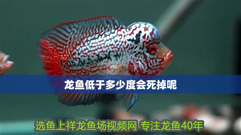 龍魚低于多少度會死掉呢 龍魚低于多少度會死掉呢 龍魚百科 第2張