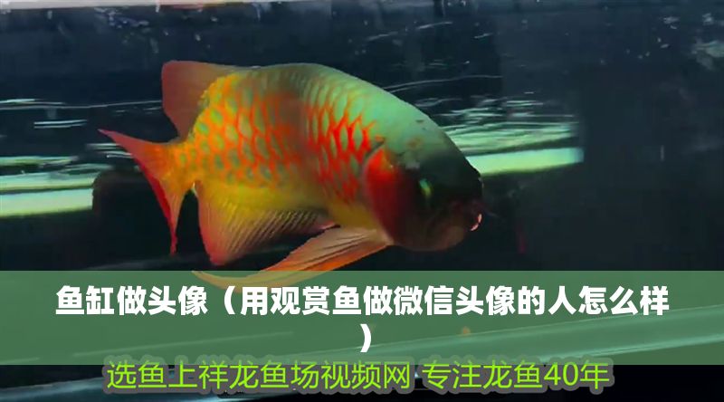 魚缸做頭像（用觀賞魚做微信頭像的人怎么樣） 魚缸做頭像（用觀賞魚做微信頭像的人怎么樣） 龍魚百科 第1張
