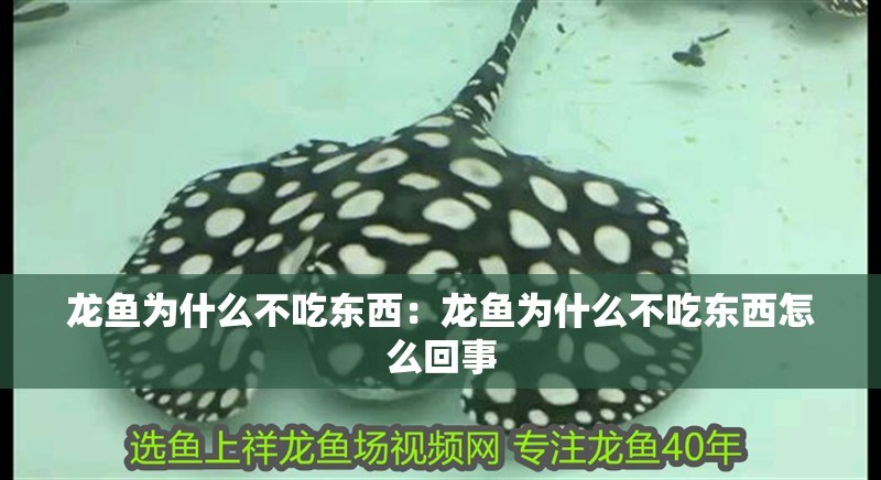 龍魚(yú)為什么不吃東西：龍魚(yú)為什么不吃東西怎么回事