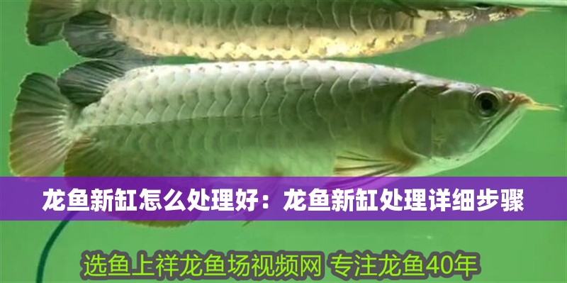 龍魚新缸怎么處理好：龍魚新缸處理詳細步驟