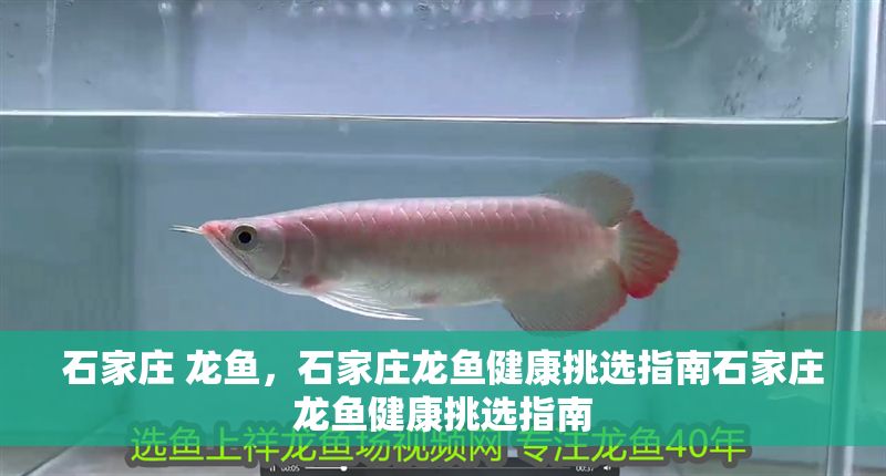石家莊 龍魚，石家莊龍魚健康挑選指南石家莊龍魚健康挑選指南