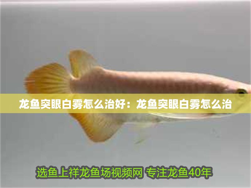 龍魚突眼白霧怎么治好：龍魚突眼白霧怎么治