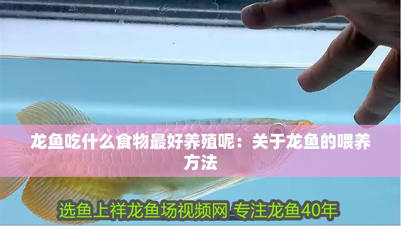 龍魚吃什么食物最好養殖呢：關于龍魚的喂養方法
