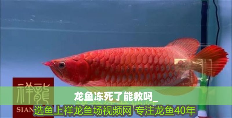 龍魚凍死了能救嗎_ 龍魚凍死了能救嗎_ 龍魚百科 第2張