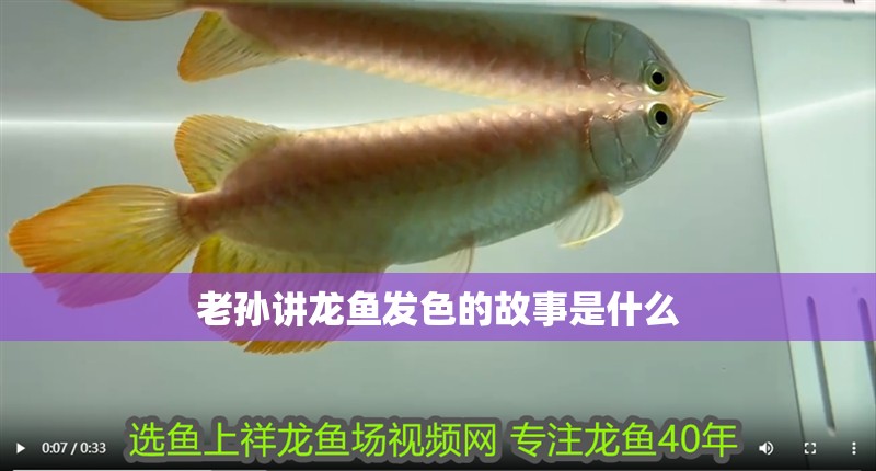 老孫講龍魚發(fā)色的故事是什么 老孫講龍魚發(fā)色的故事是什么 龍魚百科 第2張