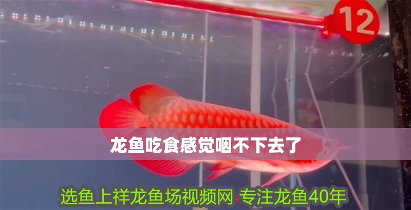 龍魚吃食感覺咽不下去了 龍魚吃食感覺咽不下去了 龍魚百科 第2張
