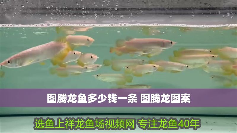 圖騰龍魚多少錢一條 圖騰龍圖案