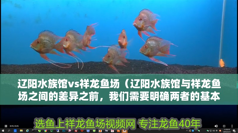 遼陽水族館vs祥龍魚場(遼陽水族館與祥龍魚場之間的差異之前,我們需要明確兩者的基本信息和特點(diǎn)) 全國水族館企業(yè)名錄 第1張 遼陽水族館vs祥龍魚場(遼陽水族館與祥龍魚場之間的差異之前,我們需要明確兩者的基本信息和特點(diǎn)) 遼陽水族館vs祥龍魚場(遼陽水族館與祥龍魚場之間的差異之前,我們需要明確兩者的基本信息和特點(diǎn)) 全國水族館企業(yè)名錄 第1張