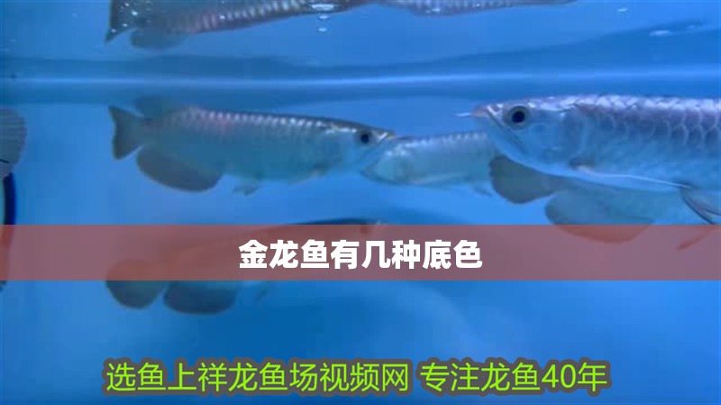 金龍魚有幾種底色