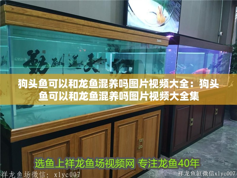狗頭魚可以和龍魚混養嗎圖片視頻大全：狗頭魚可以和龍魚混養嗎圖片視頻大全集 狗頭魚可以和龍魚混養嗎圖片視頻大全：狗頭魚可以和龍魚混養嗎圖片視頻大全集 水族問答