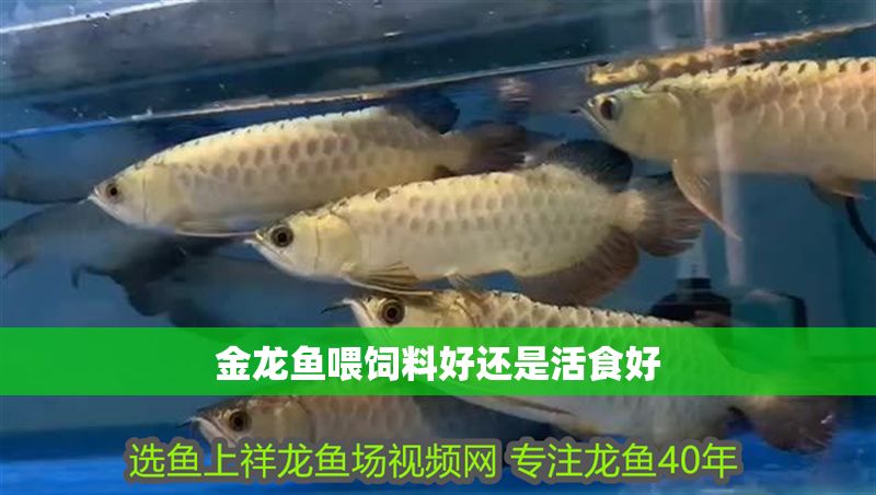 金龍魚喂飼料好還是活食好
