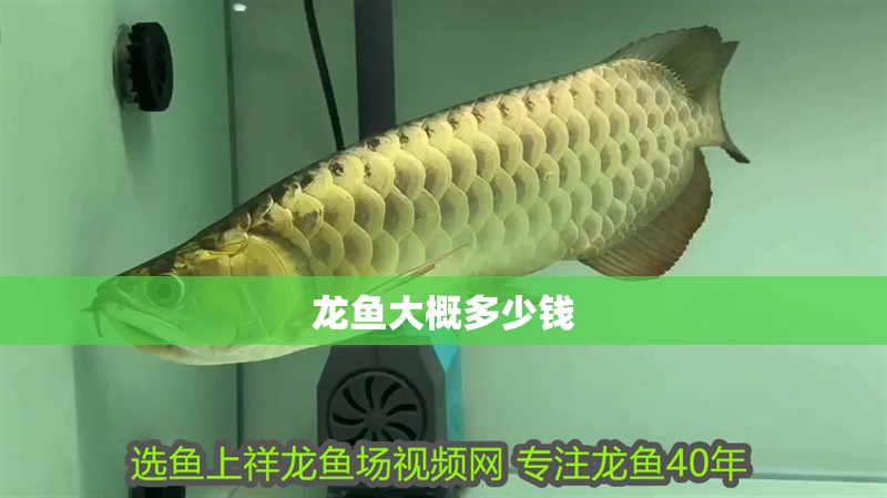 龍魚大概多少錢