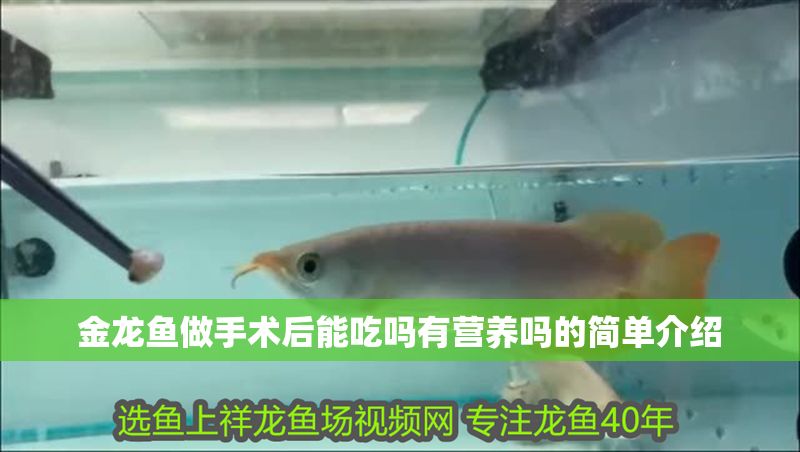 金龍魚做手術后能吃嗎有營養嗎的簡單介紹 金龍魚做手術后能吃嗎有營養嗎的簡單介紹 龍魚百科 第1張