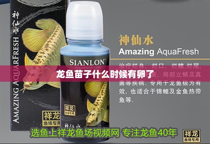 龍魚苗子什么時候有卵了