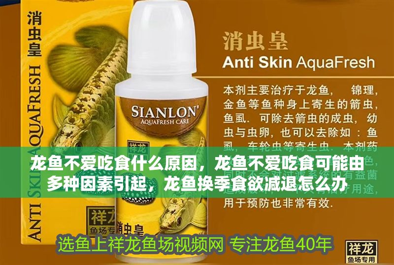 龍魚不愛吃食什么原因，龍魚不愛吃食可能由多種因素引起，龍魚換季食欲減退怎么辦