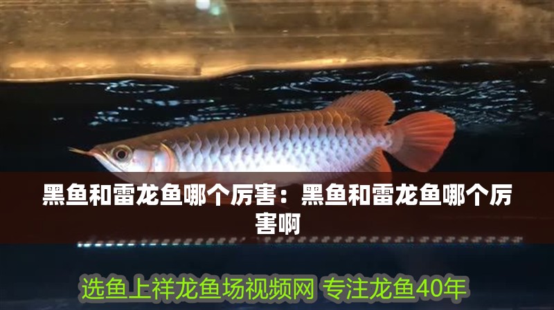 黑魚和雷龍魚哪個(gè)厲害：黑魚和雷龍魚哪個(gè)厲害啊