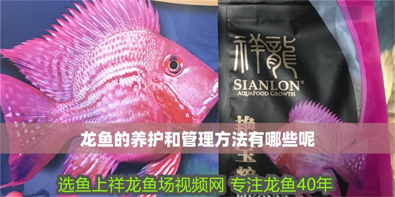 龍魚的養護和管理方法有哪些呢