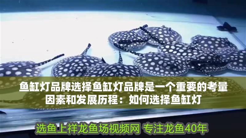 魚缸燈品牌選擇魚缸燈品牌是一個重要的考量因素和發展歷程：如何選擇魚缸燈 魚缸燈品牌選擇魚缸燈品牌是一個重要的考量因素和發展歷程：如何選擇魚缸燈 魚缸百科