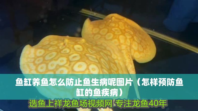 魚缸養魚怎么防止魚生病呢圖片（怎樣預防魚缸的魚疾病）