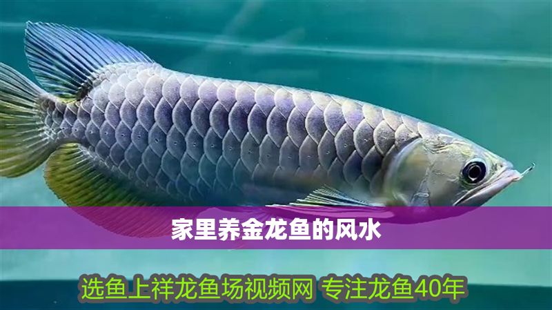 家里養(yǎng)金龍魚的風(fēng)水