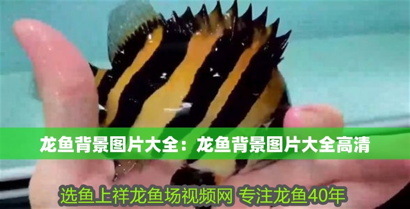 龍魚背景圖片大全：龍魚背景圖片大全高清 龍魚背景圖片大全：龍魚背景圖片大全高清 水族問答