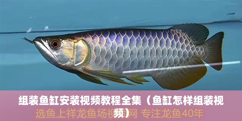 組裝魚缸安裝視頻教程全集（魚缸怎樣組裝視頻）