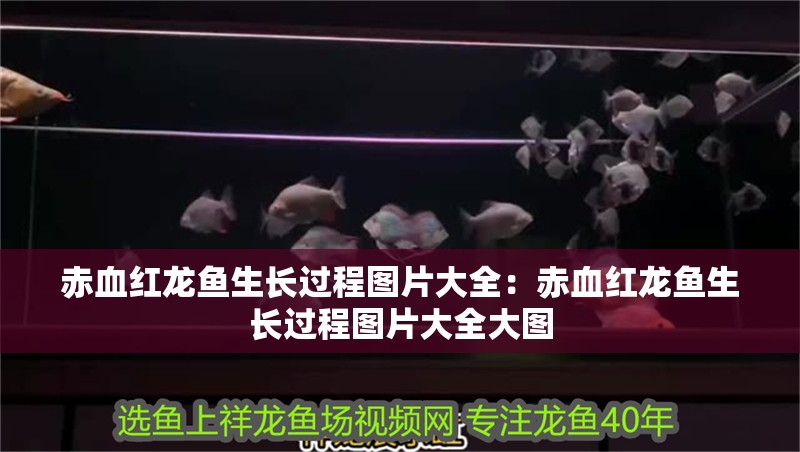 赤血紅龍魚生長過程圖片大全：赤血紅龍魚生長過程圖片大全大圖 赤血紅龍魚生長過程圖片大全：赤血紅龍魚生長過程圖片大全大圖 水族問答