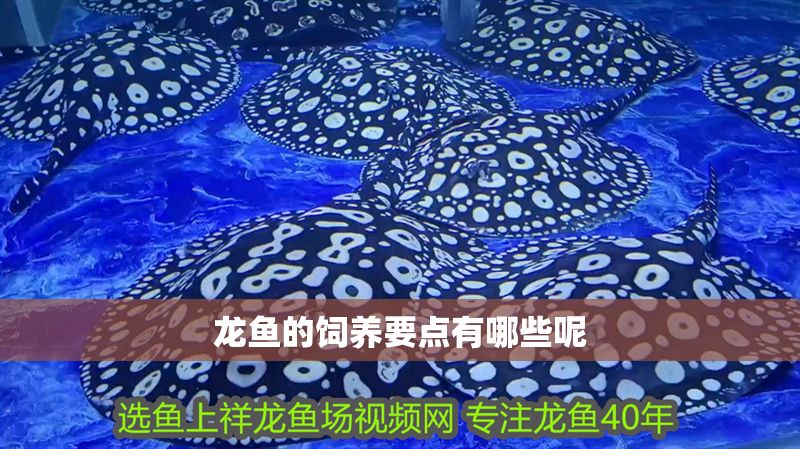 龍魚的飼養要點有哪些呢 龍魚的飼養要點有哪些呢 龍魚百科 第2張