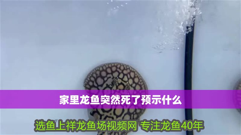 家里龍魚(yú)突然死了預(yù)示什么