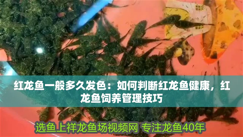 紅龍魚一般多久發色：如何判斷紅龍魚健康，紅龍魚飼養管理技巧