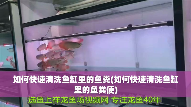 如何快速清洗魚缸里的魚糞(如何快速清洗魚缸里的魚糞便)