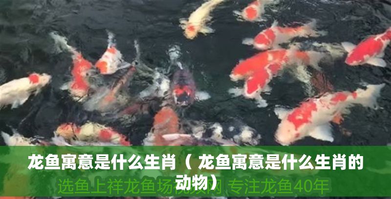 龍魚寓意是什么生肖（ 龍魚寓意是什么生肖的動物） 龍魚寓意是什么生肖（ 龍魚寓意是什么生肖的動物） 龍魚百科 第1張
