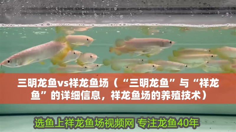 三明龍魚vs祥龍魚場（“三明龍魚”與“祥龍魚”的詳細信息，祥龍魚場的養殖技術）