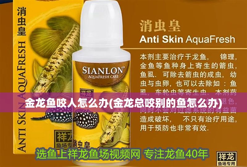 金龍魚咬人怎么辦(金龍總咬別的魚怎么辦)