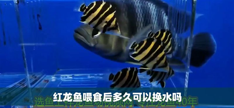 紅龍魚喂食后多久可以換水嗎
