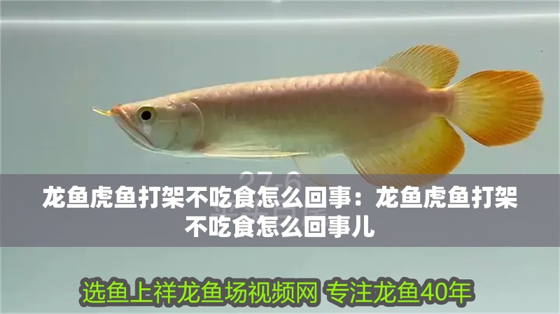 龍魚虎魚打架不吃食怎么回事：龍魚虎魚打架不吃食怎么回事兒