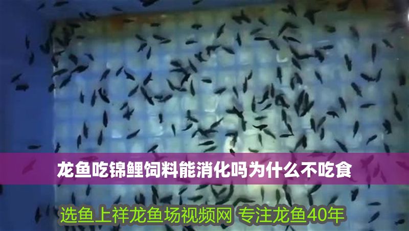龍魚吃錦鯉飼料能消化嗎為什么不吃食